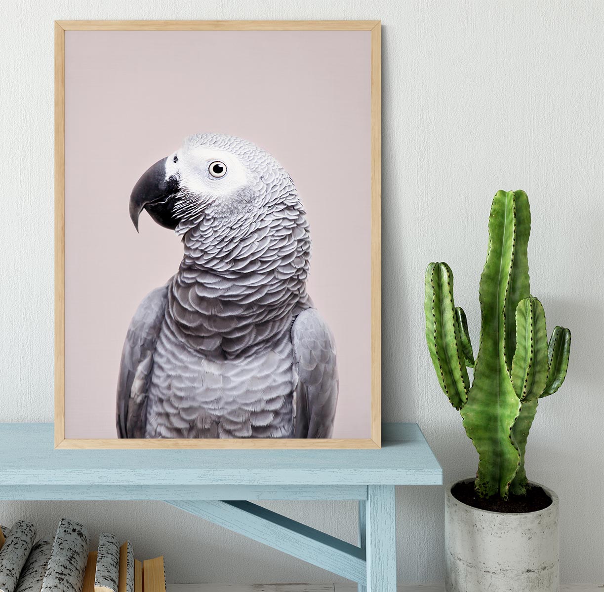 African Grey Framed Print - 1x - 4