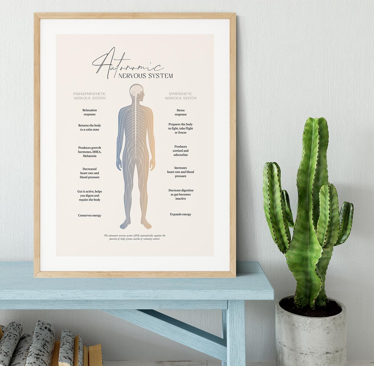 Autonomic Nervous System Framed Print - Canvas Art Rocks - 3