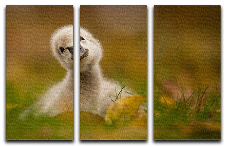 Black Swan Baby 3 Split Panel Canvas Print - 1x - 1