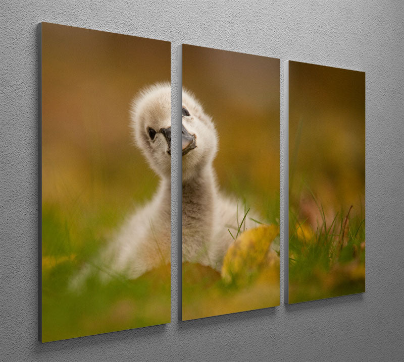 Black Swan Baby 3 Split Panel Canvas Print - 1x - 2