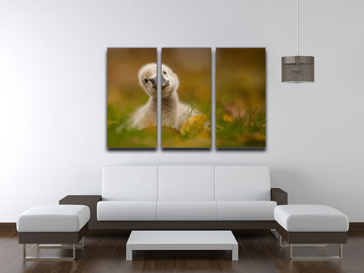 Black Swan Baby 3 Split Panel Canvas Print - 1x - 3