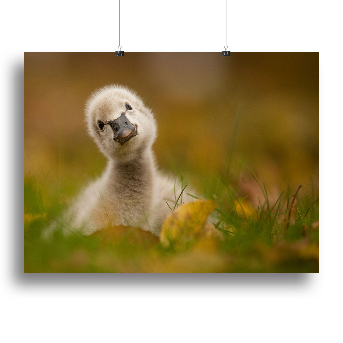 Black Swan Baby Canvas Print or Poster - 1x - 2