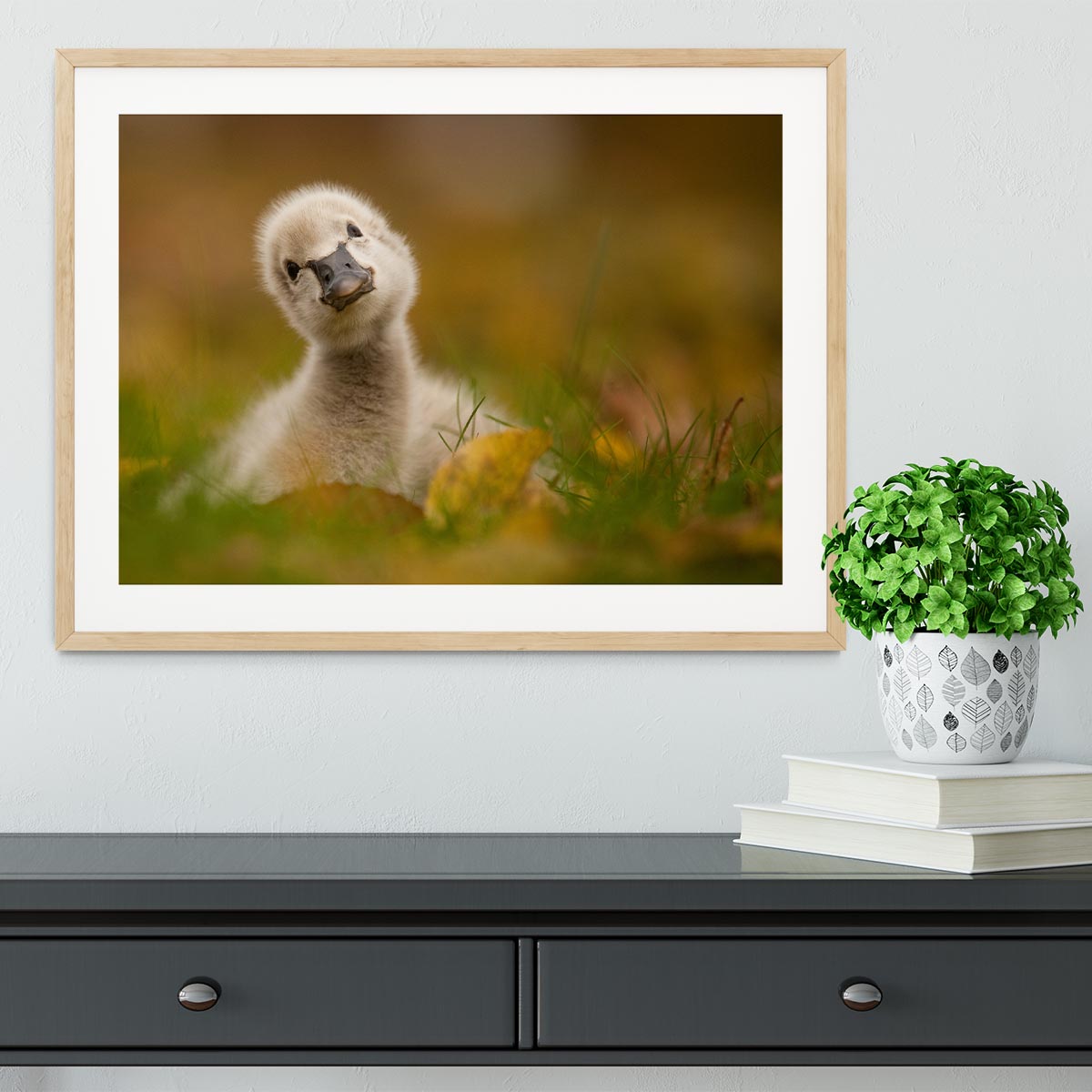 Black Swan Baby Framed Print - 1x - 3