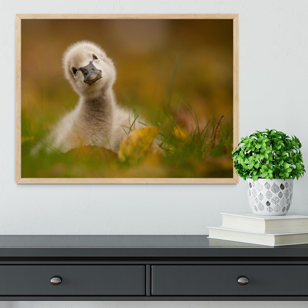 Black Swan Baby Framed Print - 1x - 4