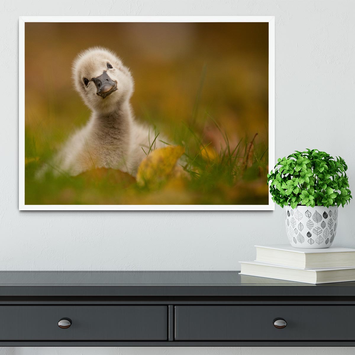 Black Swan Baby Framed Print - 1x -6