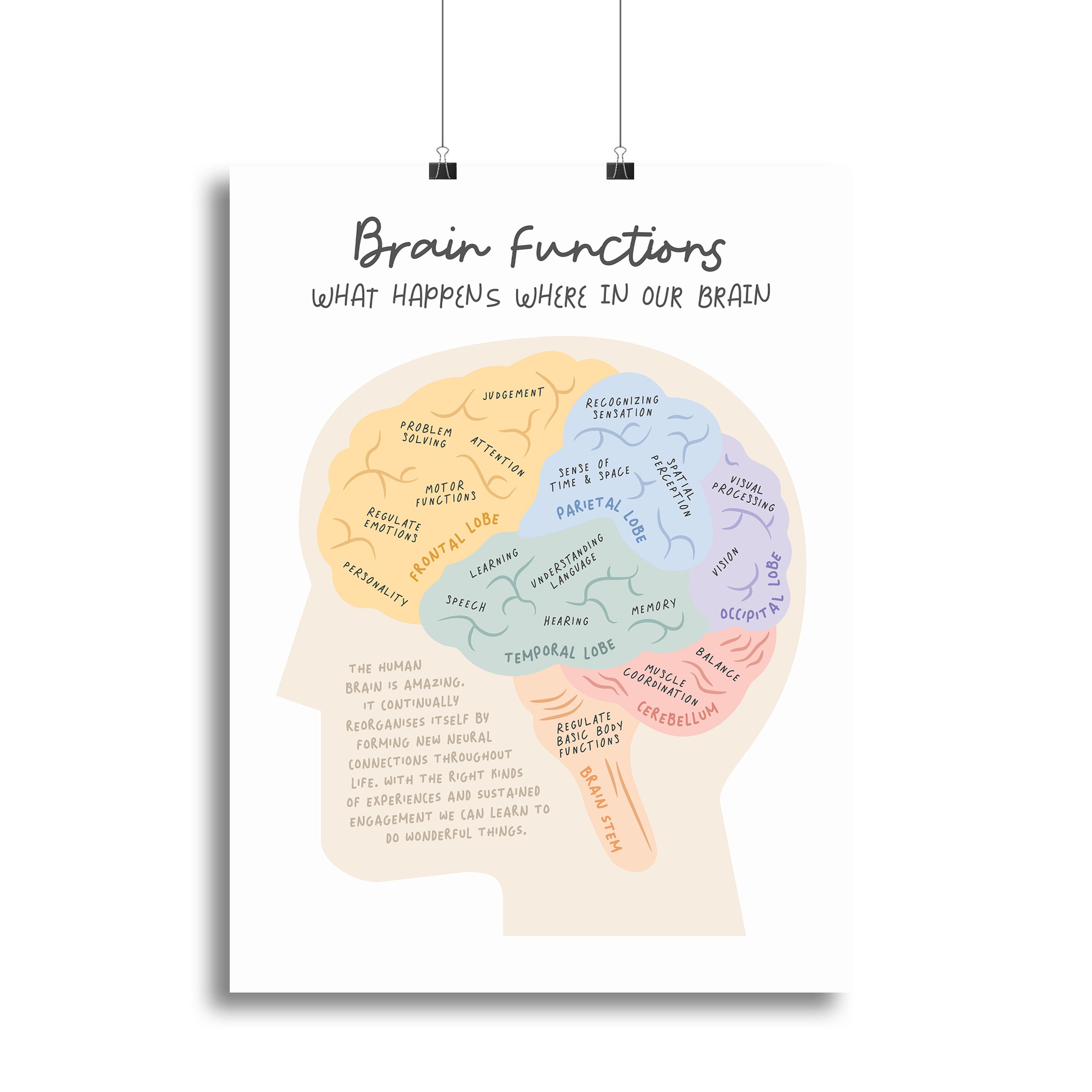 Brain Functions Canvas Print or Poster - Canvas Art Rocks - 2