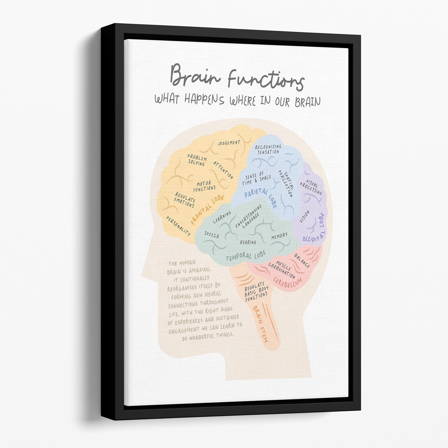 Brain Functions Floating Framed Canvas - Canvas Art Rocks - 1