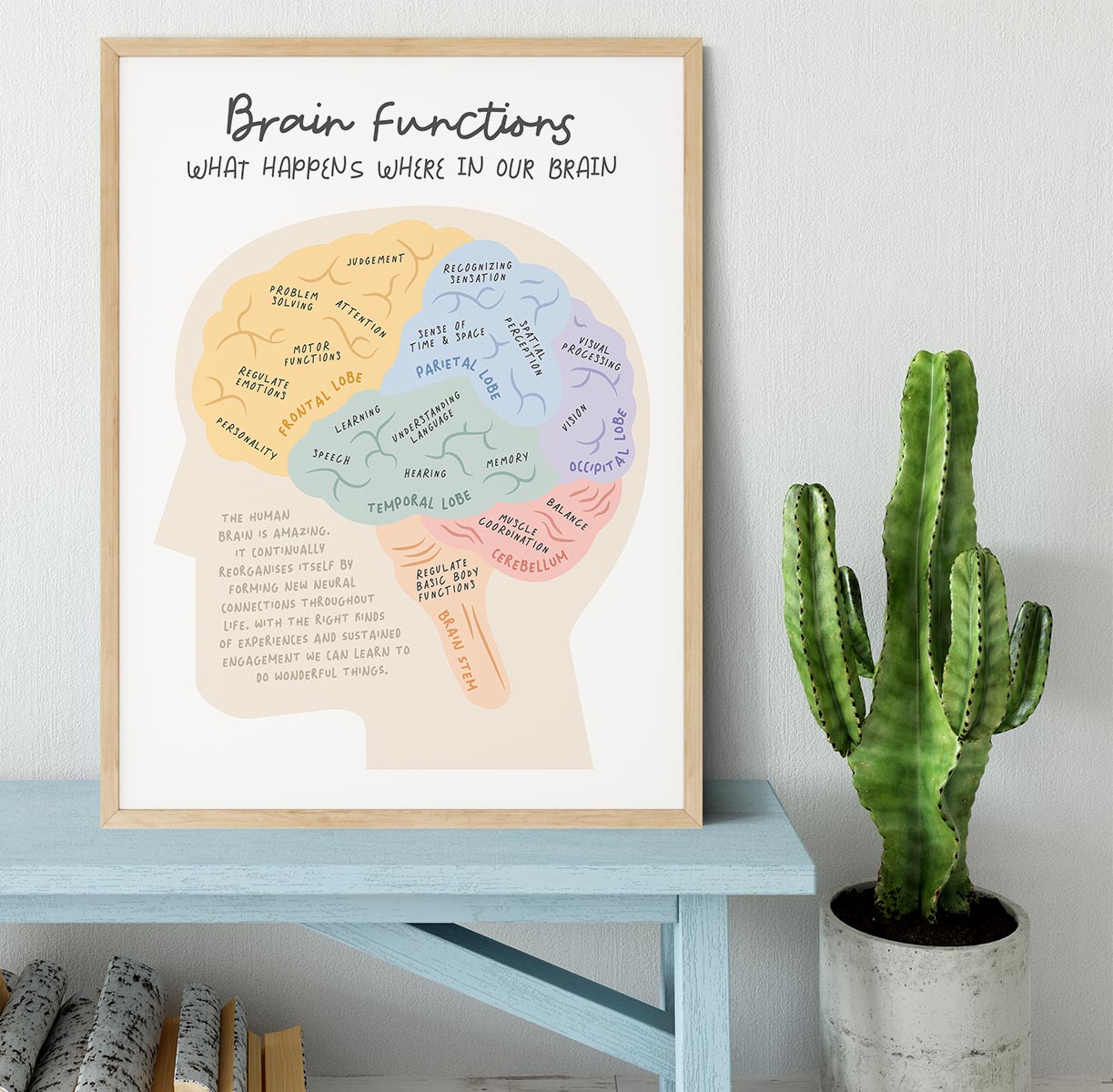 Brain Functions Framed Print - Canvas Art Rocks - 4