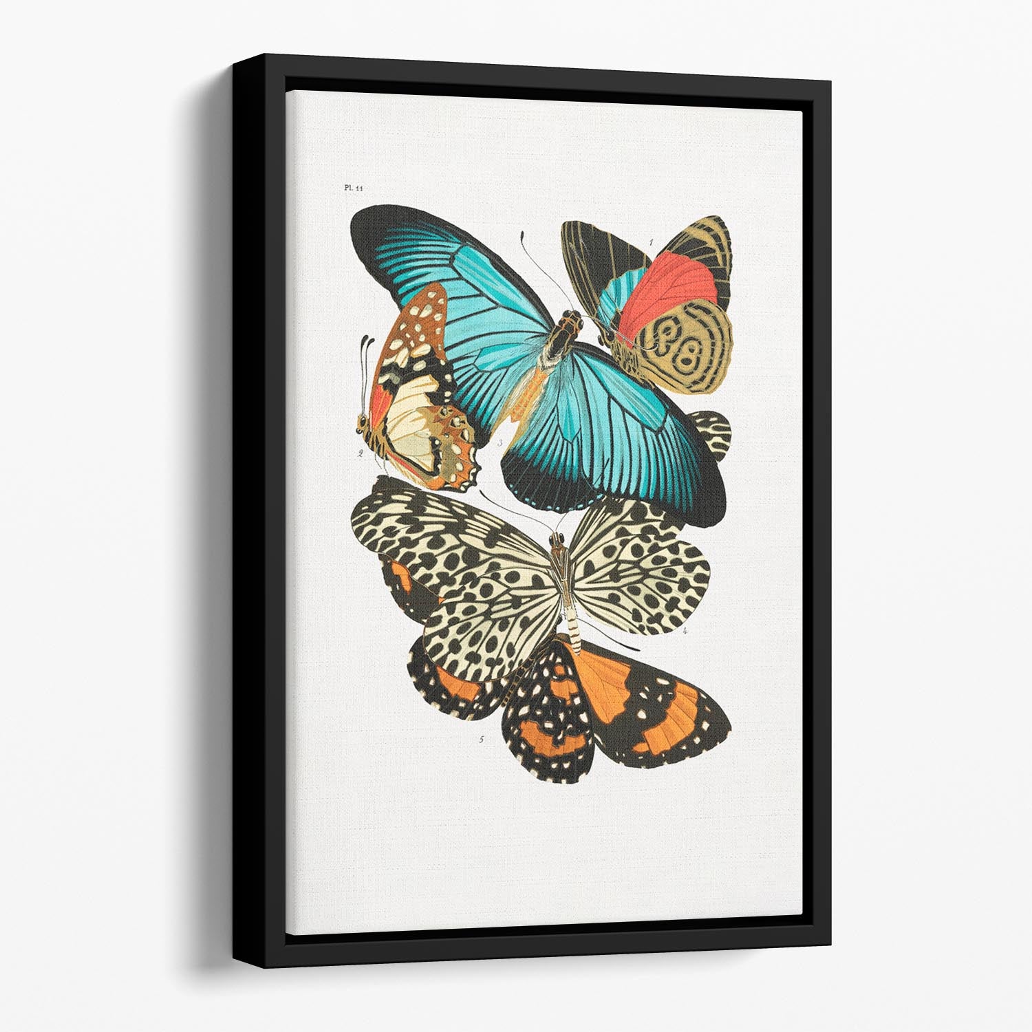 Butterflies Part 11 Floating Framed Canvas - Canvas Art Rocks - 1