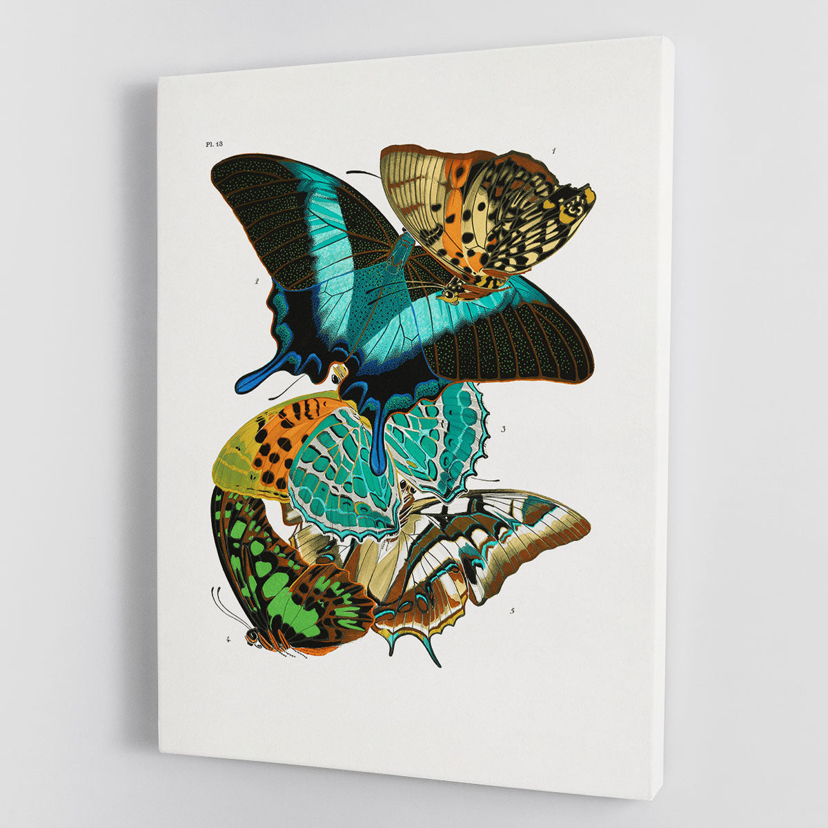 Butterflies Part 13 Canvas Print or Poster - Canvas Art Rocks - 1