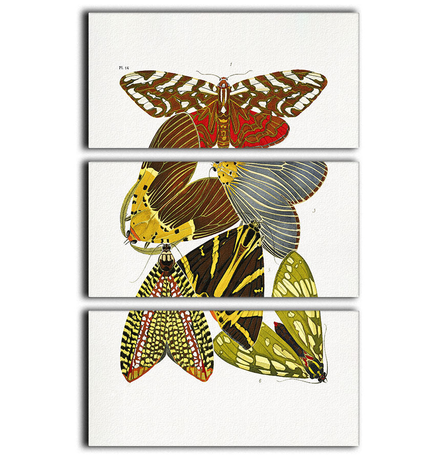 Butterflies Part 14 3 Split Panel Canvas Print - Canvas Art Rocks - 1