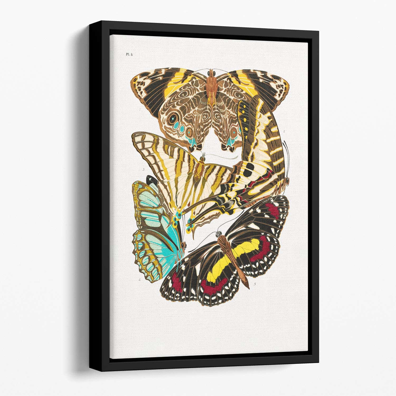 Butterflies Part 5 Floating Framed Canvas - Canvas Art Rocks - 1