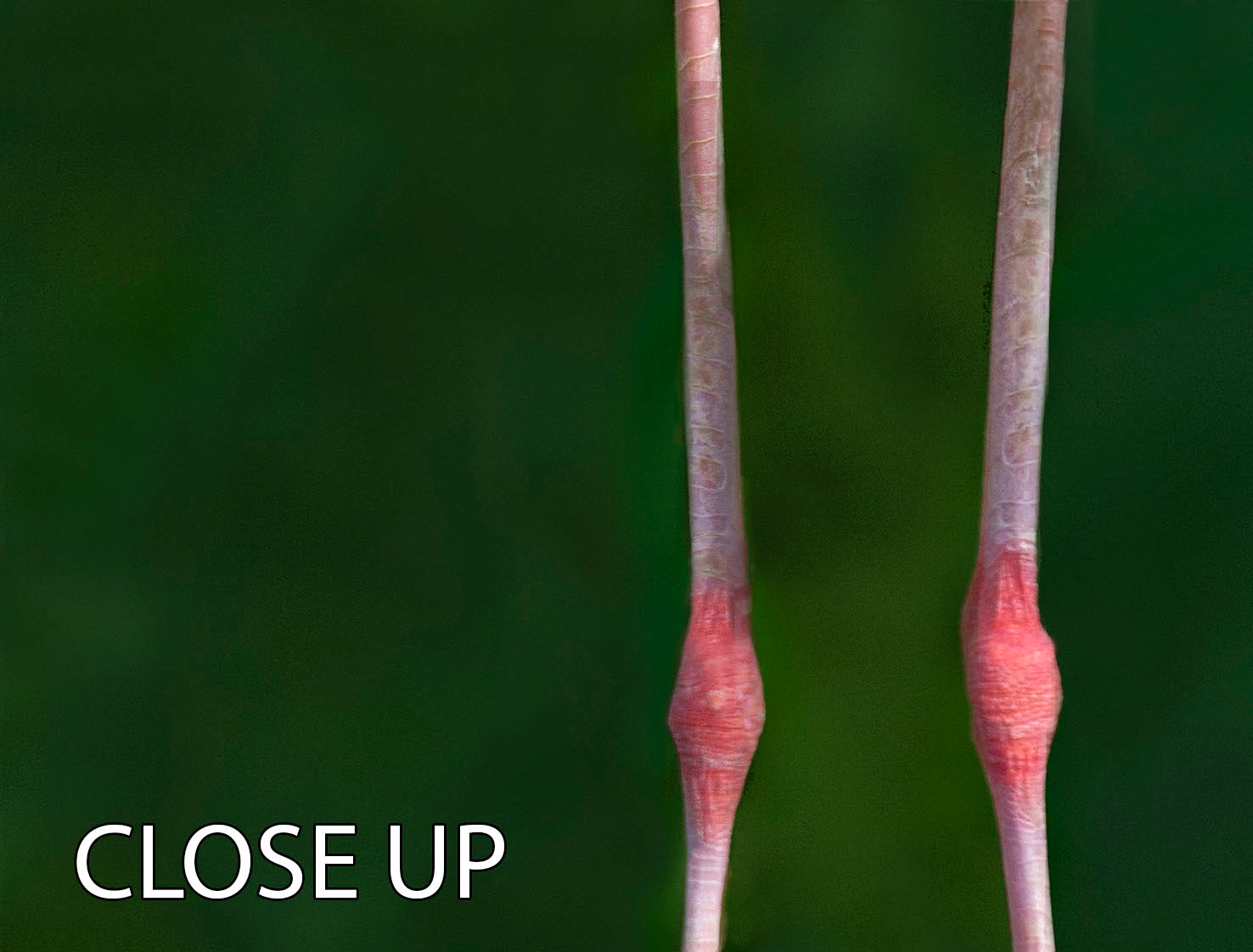 Caribbean flamingo chick 3 Split Panel Canvas Print - 1x - 3