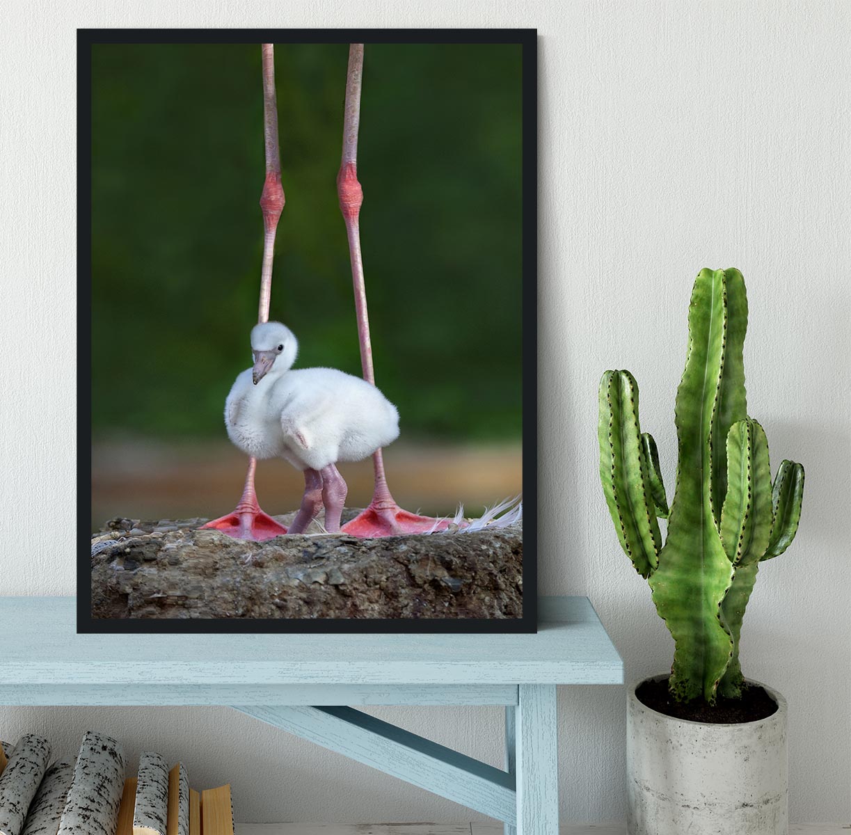 Caribbean flamingo chick Framed Print - 1x - 2