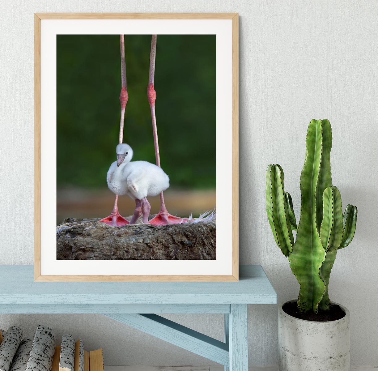 Caribbean flamingo chick Framed Print - 1x - 3