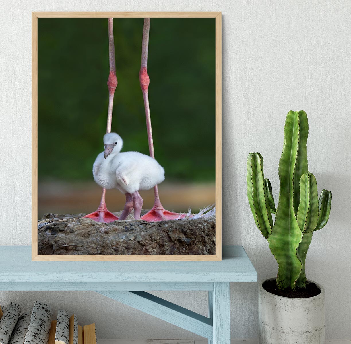 Caribbean flamingo chick Framed Print - 1x - 4