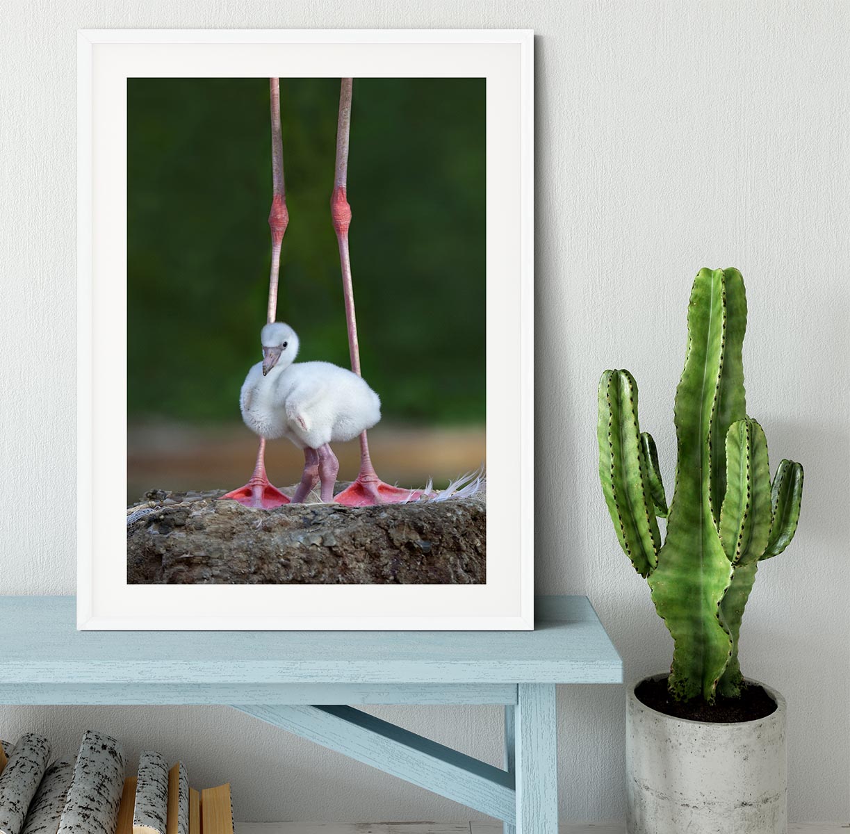 Caribbean flamingo chick Framed Print - 1x - 5