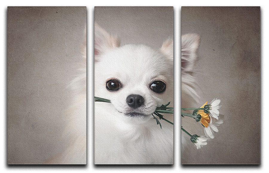 Chihuahua with flowers 3 Split Panel Canvas Print - 1x - 1