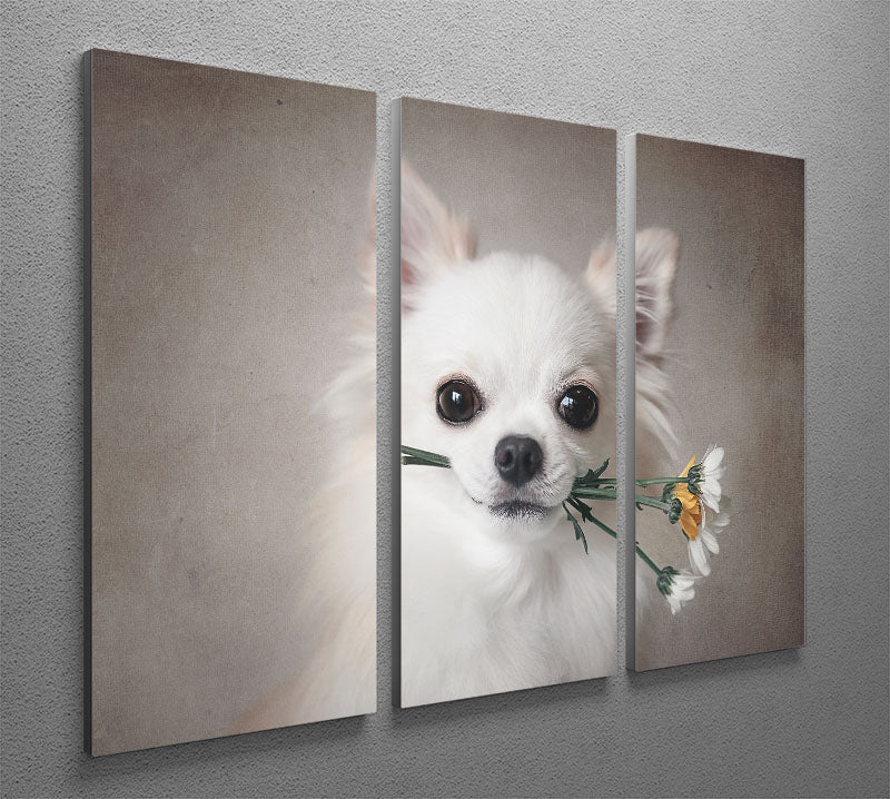 Chihuahua with flowers 3 Split Panel Canvas Print - 1x - 2