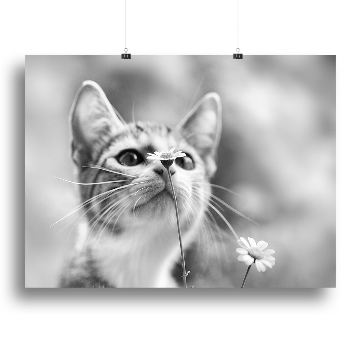 Curious Canvas Print or Poster - 1x - 2