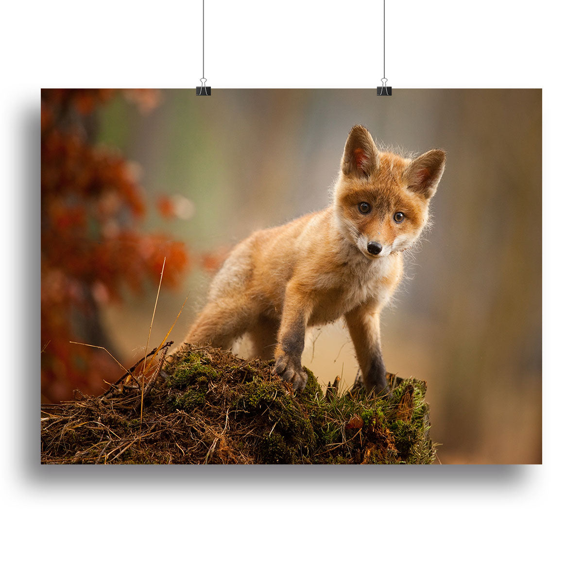 Fox Canvas Print or Poster - 1x - 2