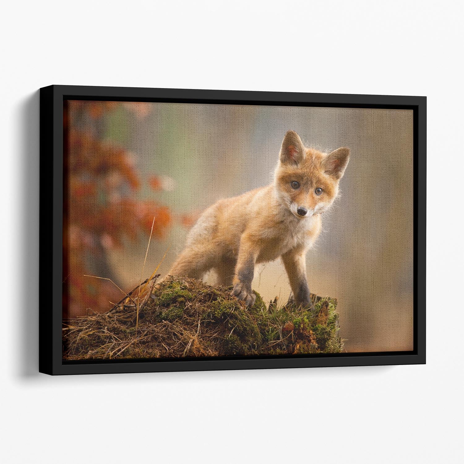 Fox Floating Framed Canvas - 1x - 1