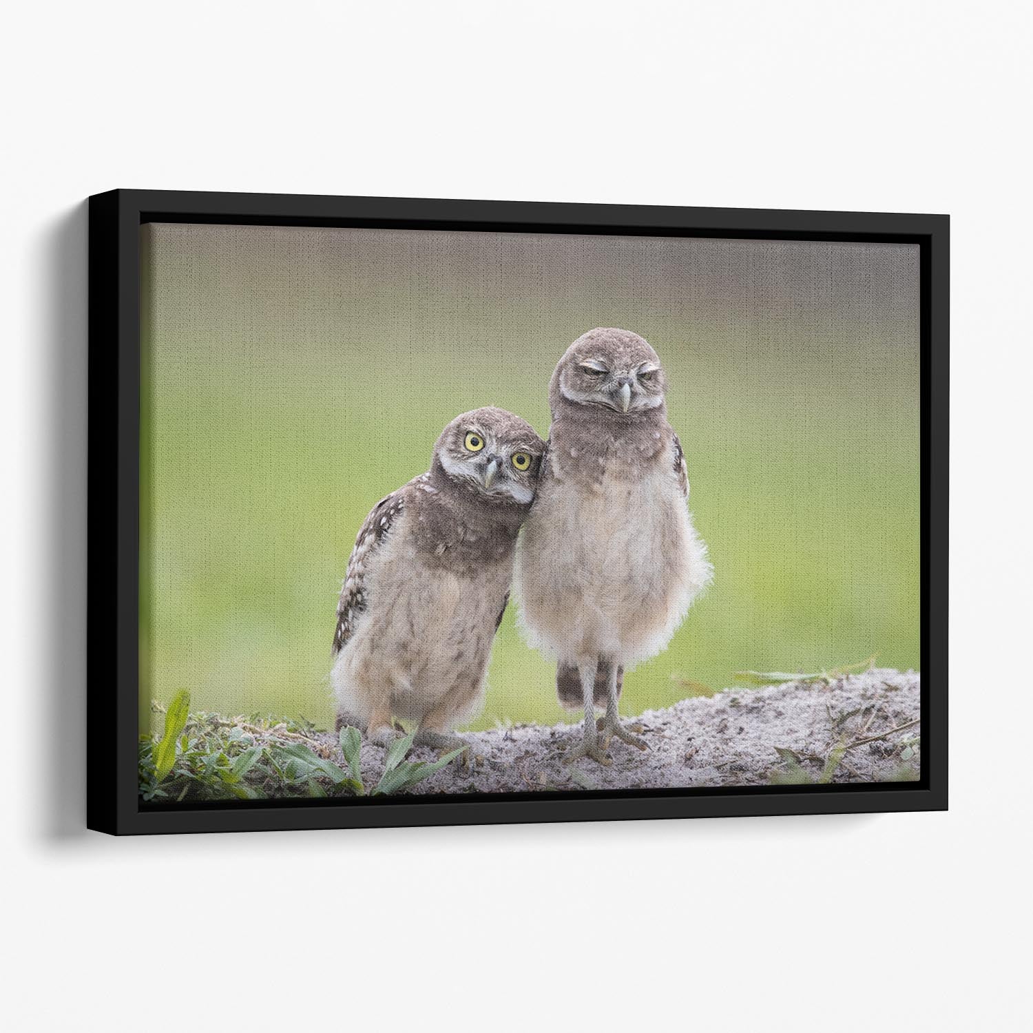 Friends Floating Framed Canvas - 1x - 1