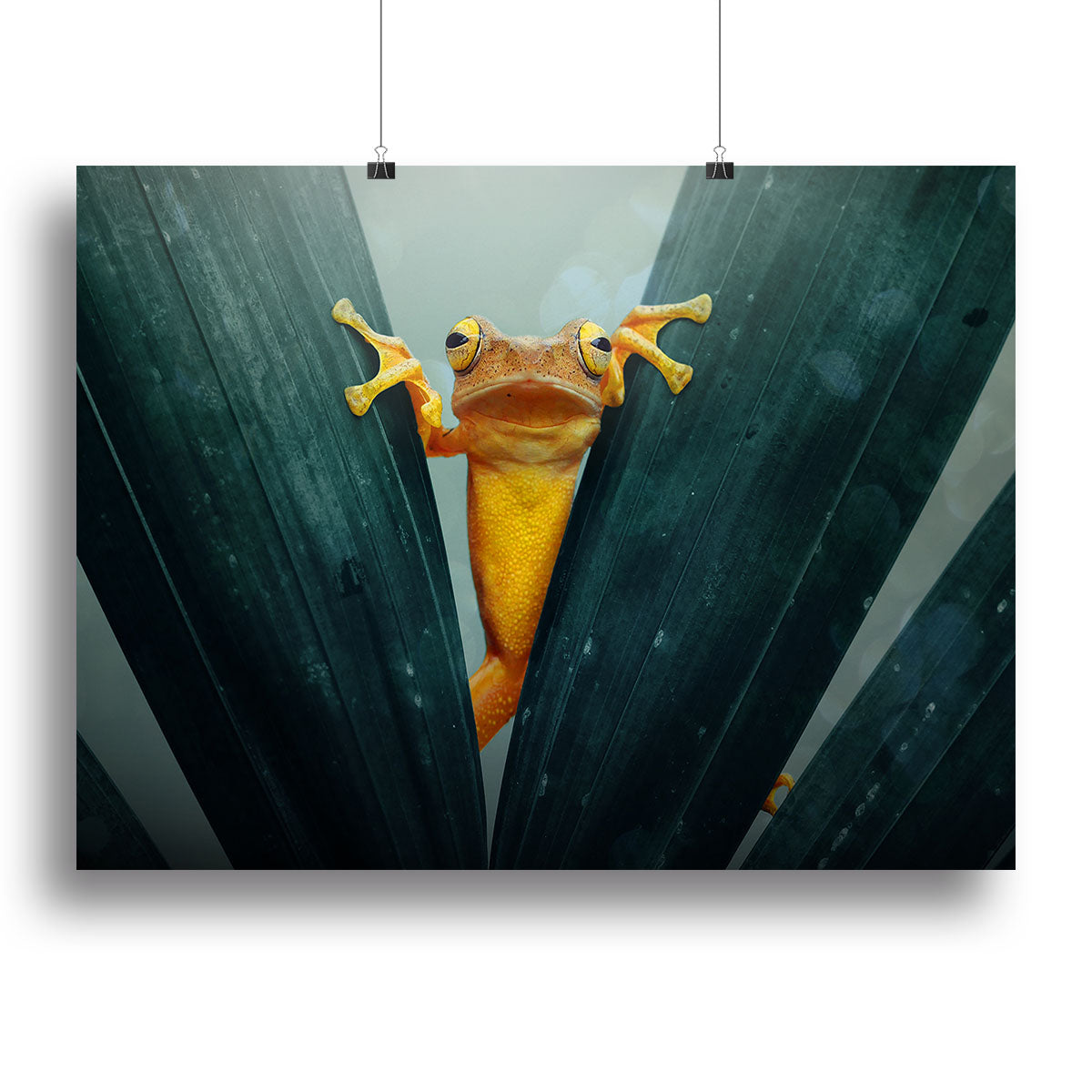 Gold Frog Canvas Print or Poster - 1x - 2