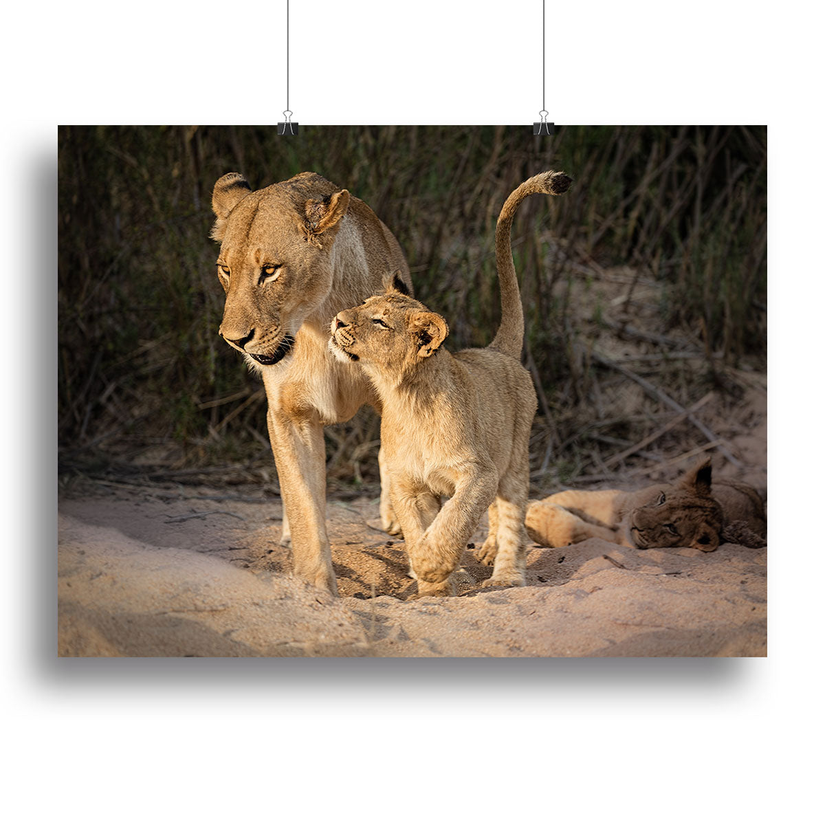 Happy Canvas Print or Poster - 1x - 2