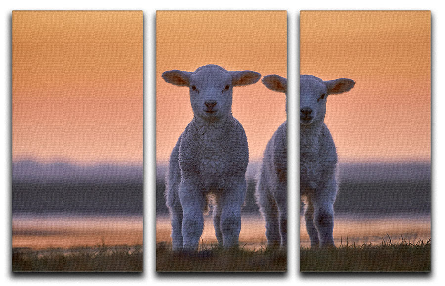 Lamb Twins 3 Split Panel Canvas Print - 1x - 1