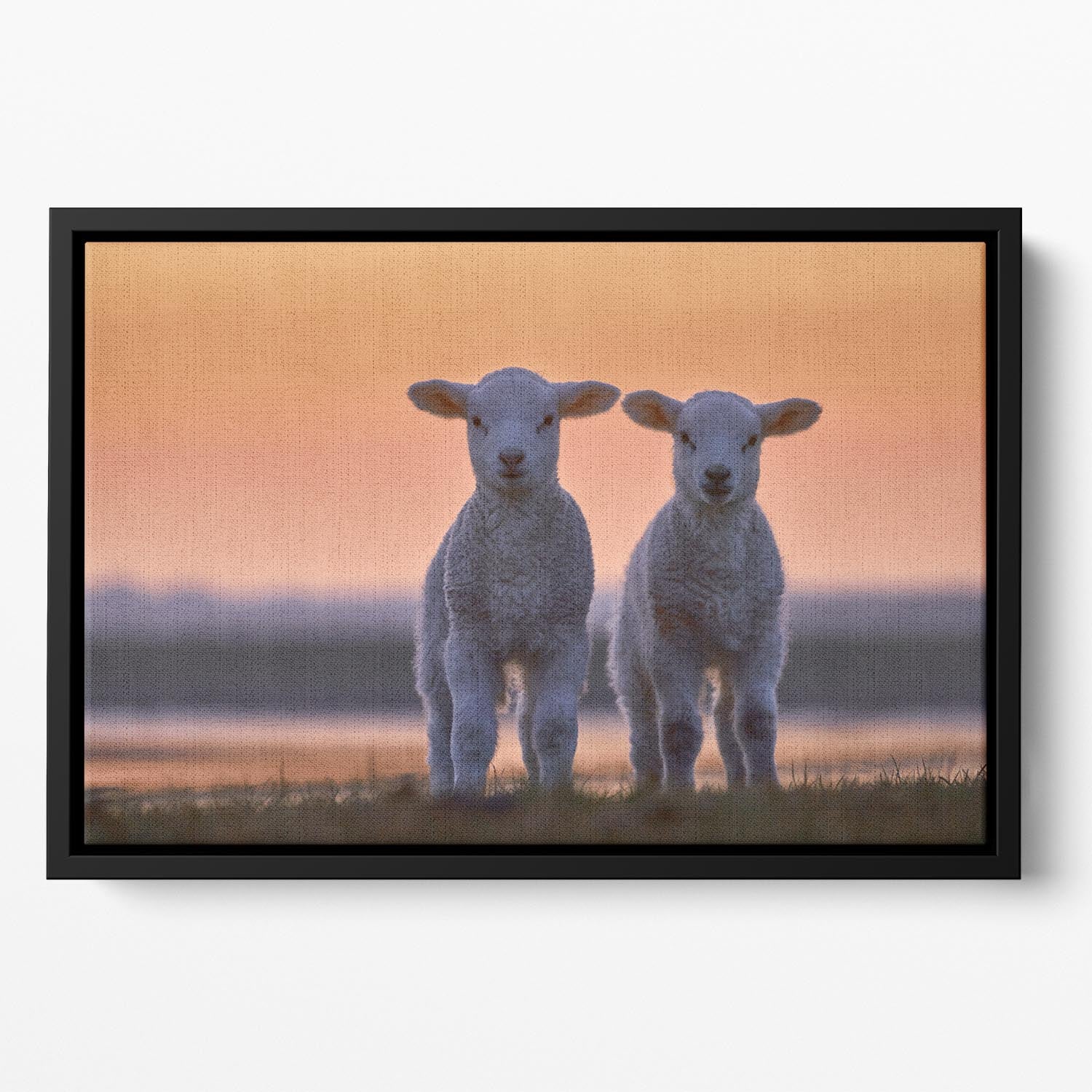 Lamb Twins Floating Framed Canvas - 1x - 2