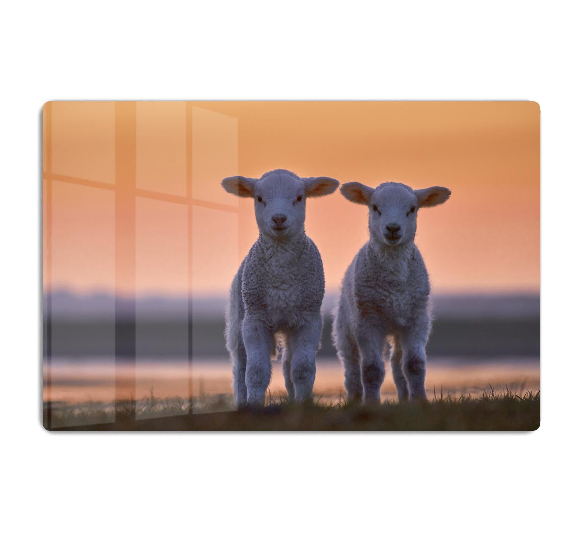 Lamb Twins Acrylic Block - 1x - 1