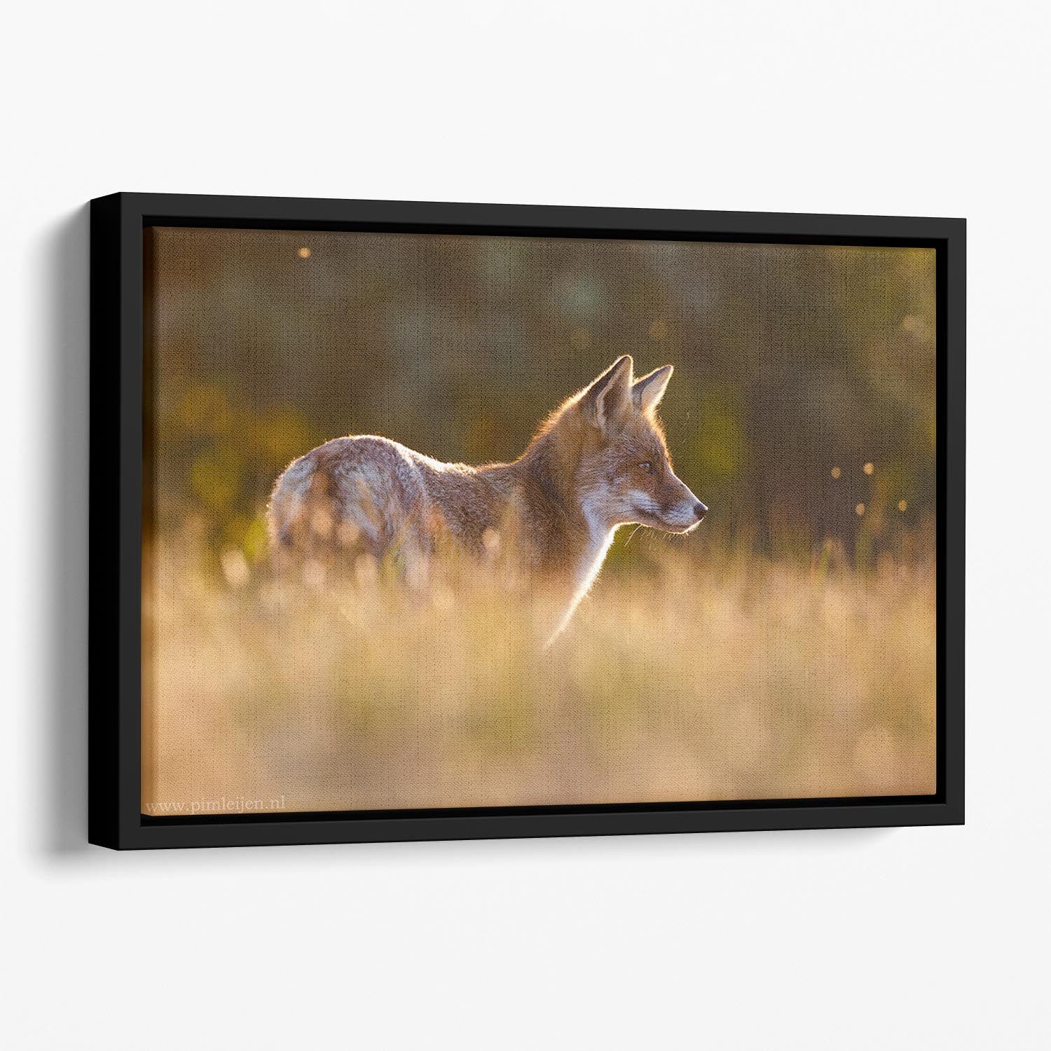 Last Light Fox Floating Framed Canvas - 1x - 1