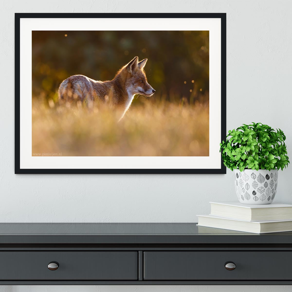 Last Light Fox Framed Print - 1x - 1