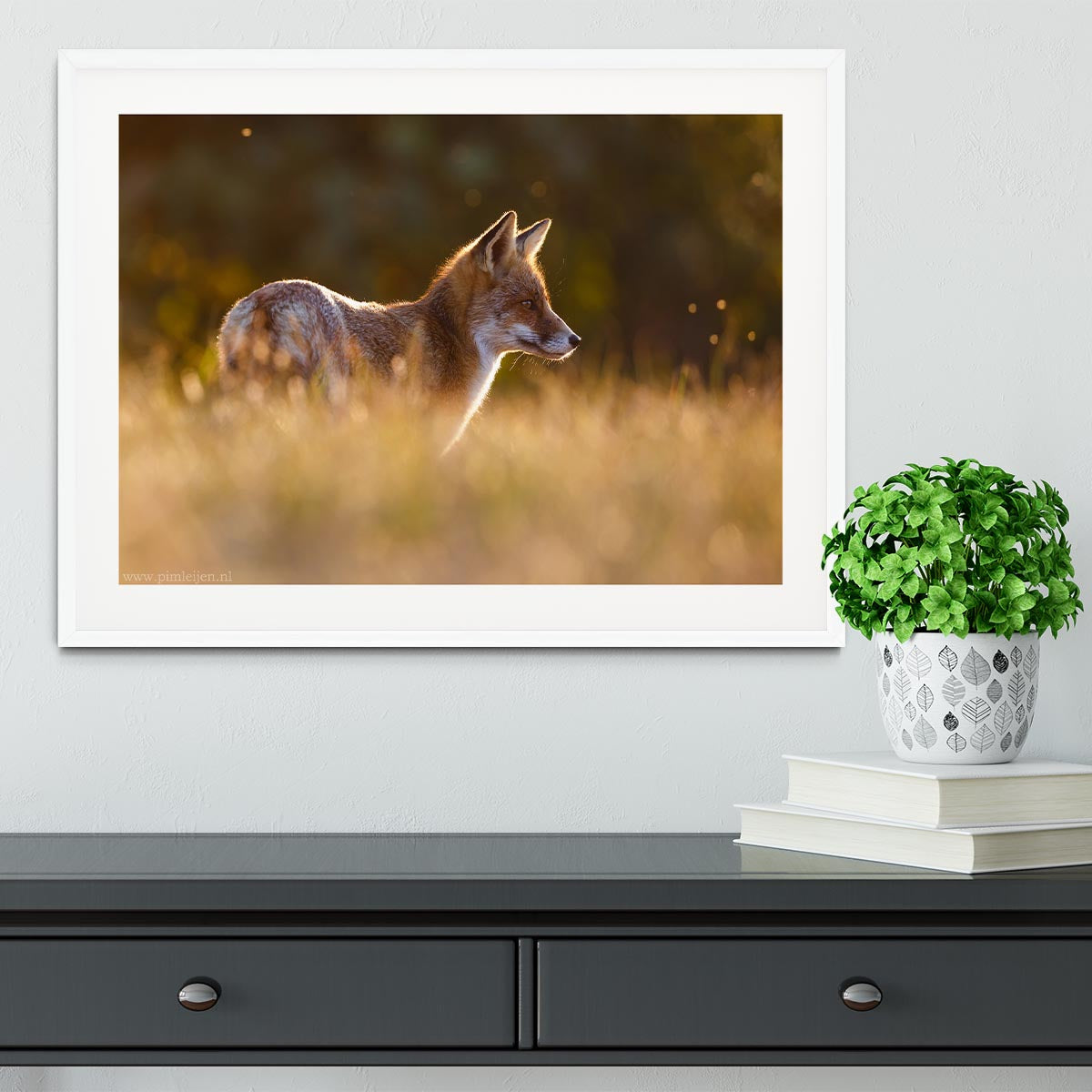 Last Light Fox Framed Print - 1x - 5