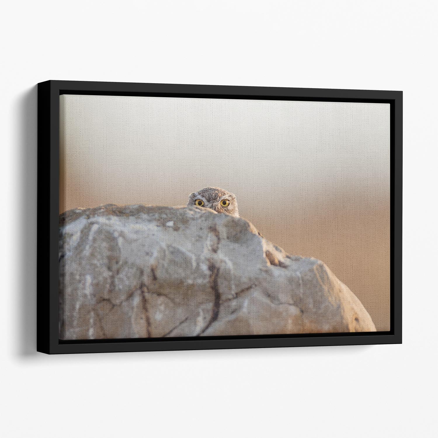 Little Owl Floating Framed Canvas - 1x - 1