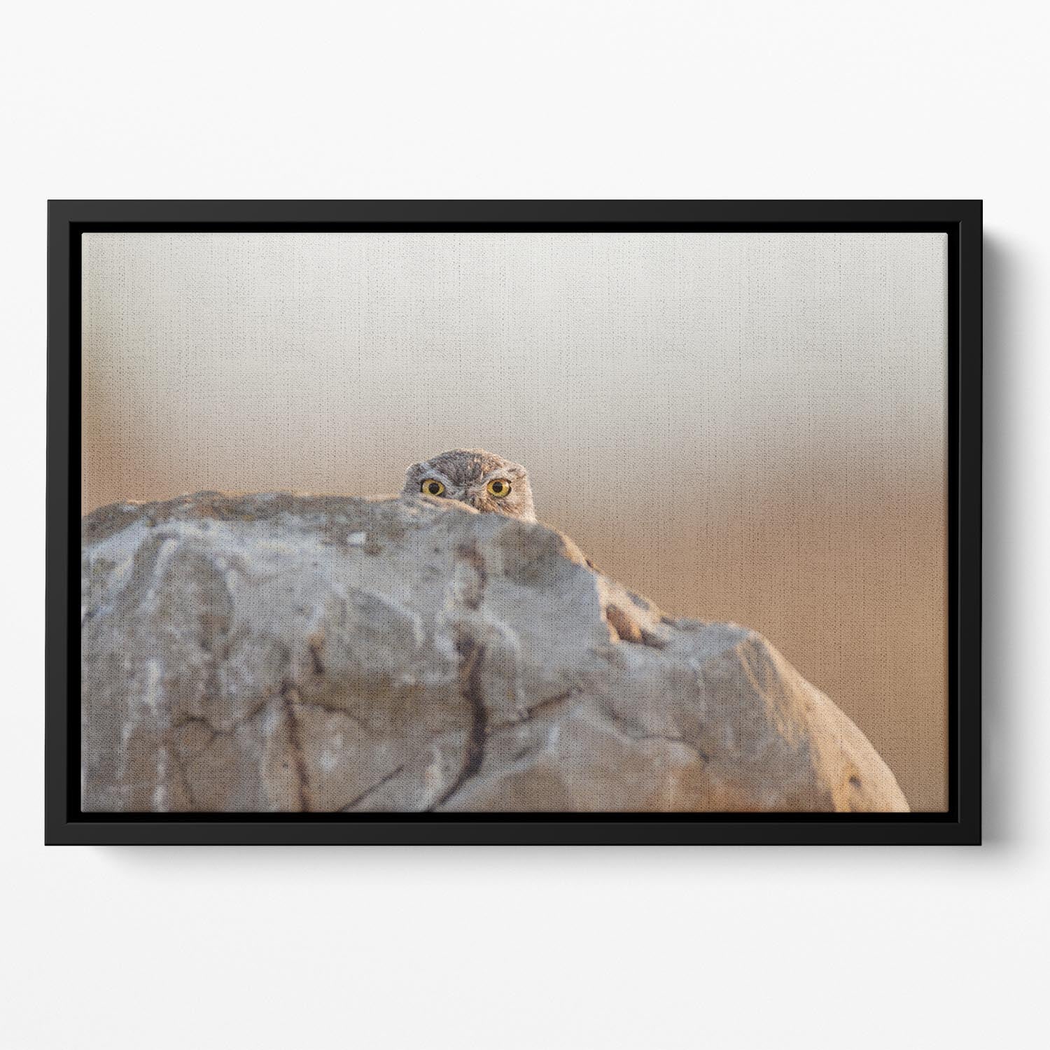 Little Owl Floating Framed Canvas - 1x - 2