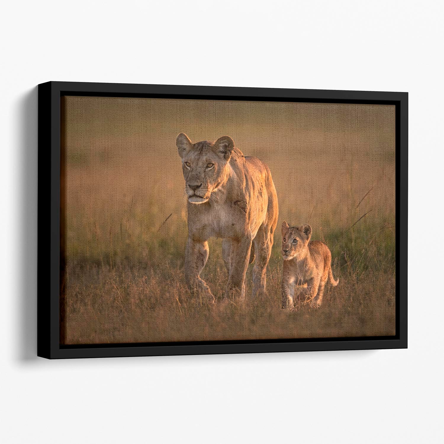 Mom lioness with cub Floating Framed Canvas - 1x - 1