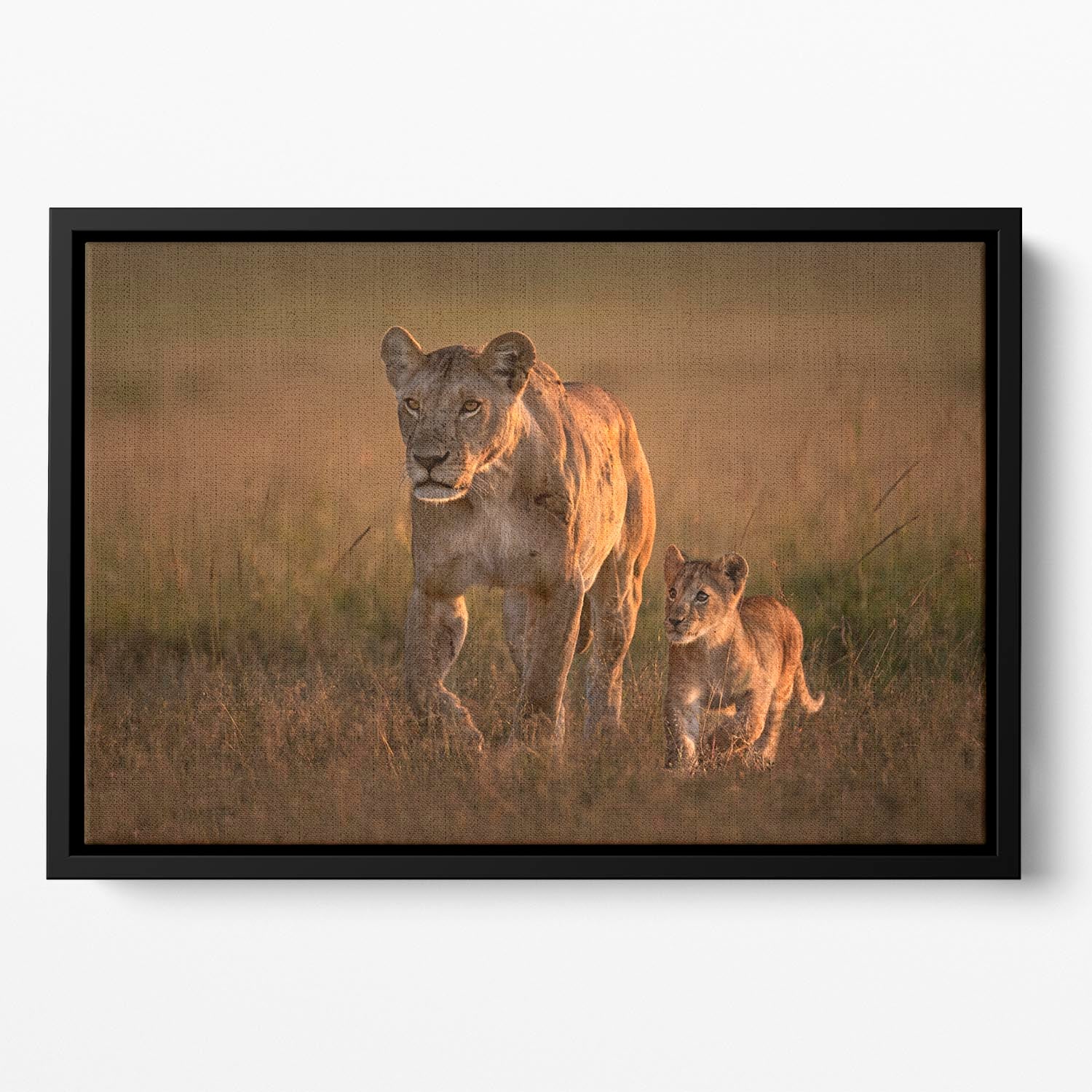 Mom lioness with cub Floating Framed Canvas - 1x - 2