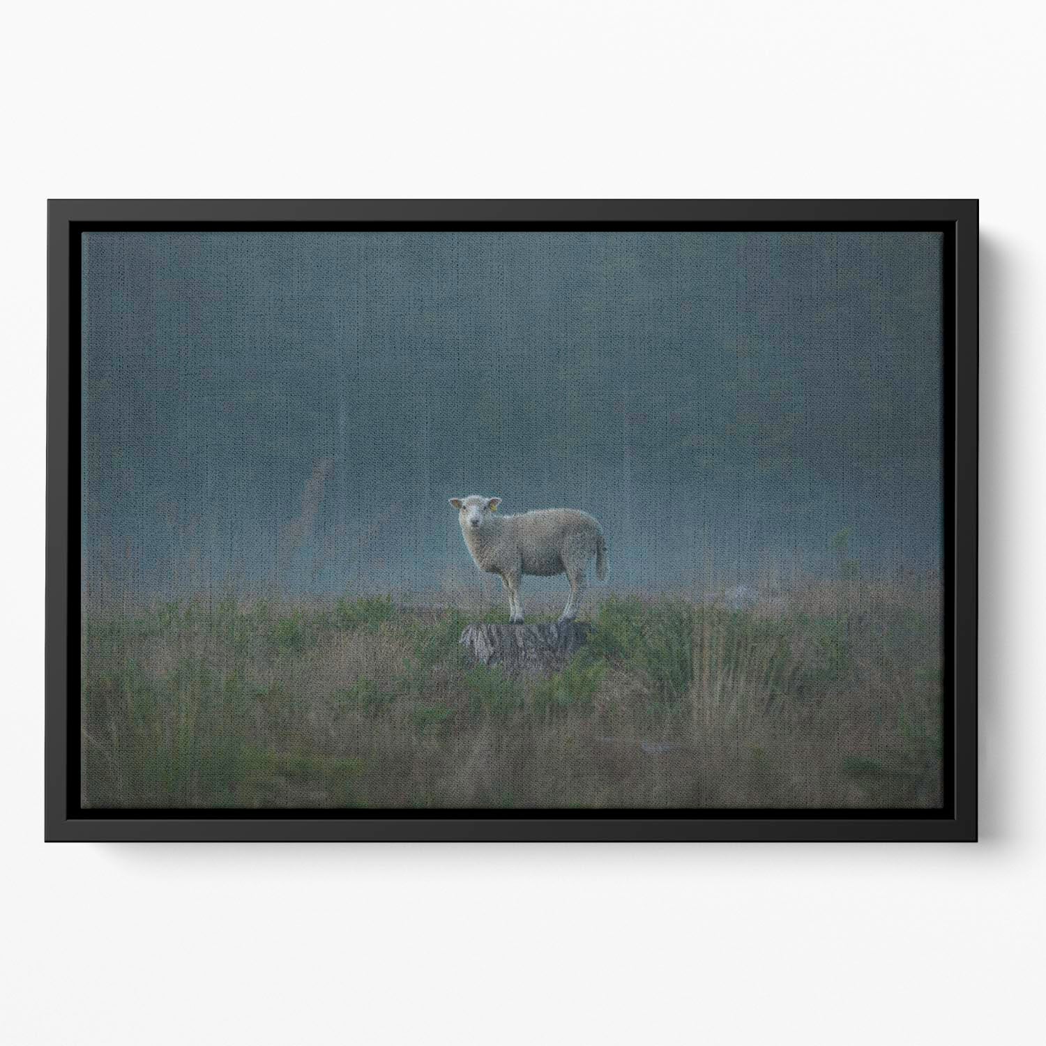 Moody sheep Floating Framed Canvas - 1x - 2