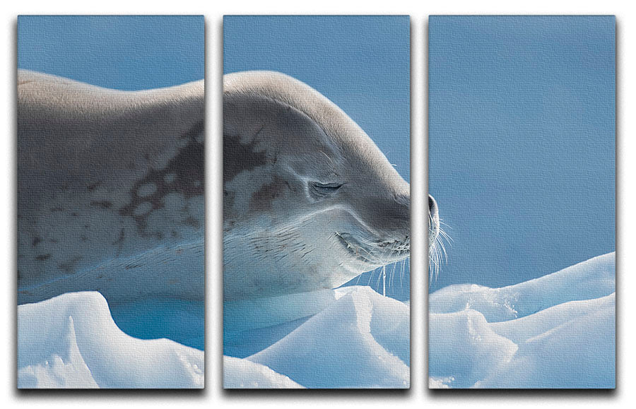 Peaceful Seal 3 Split Panel Canvas Print - 1x - 1