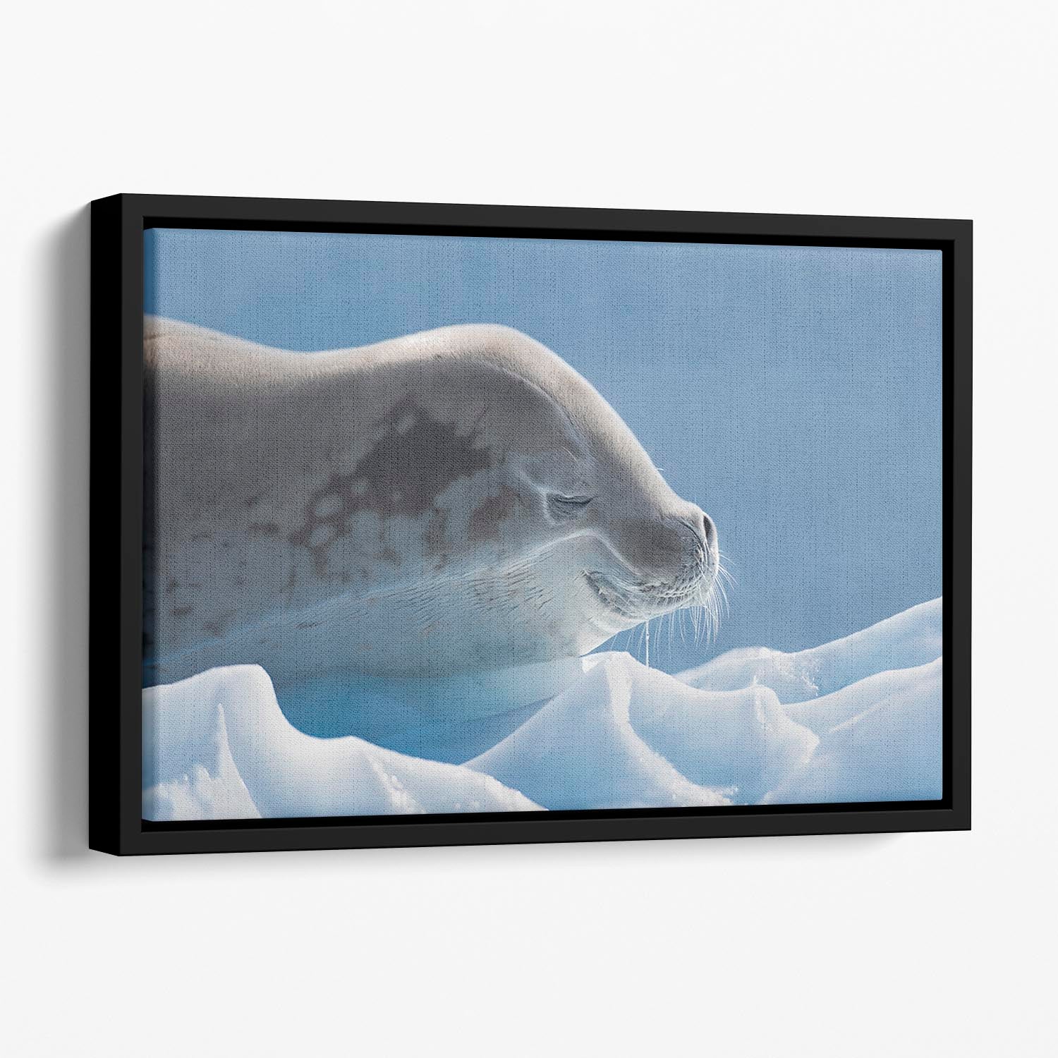 Peaceful Seal Floating Framed Canvas - 1x - 1