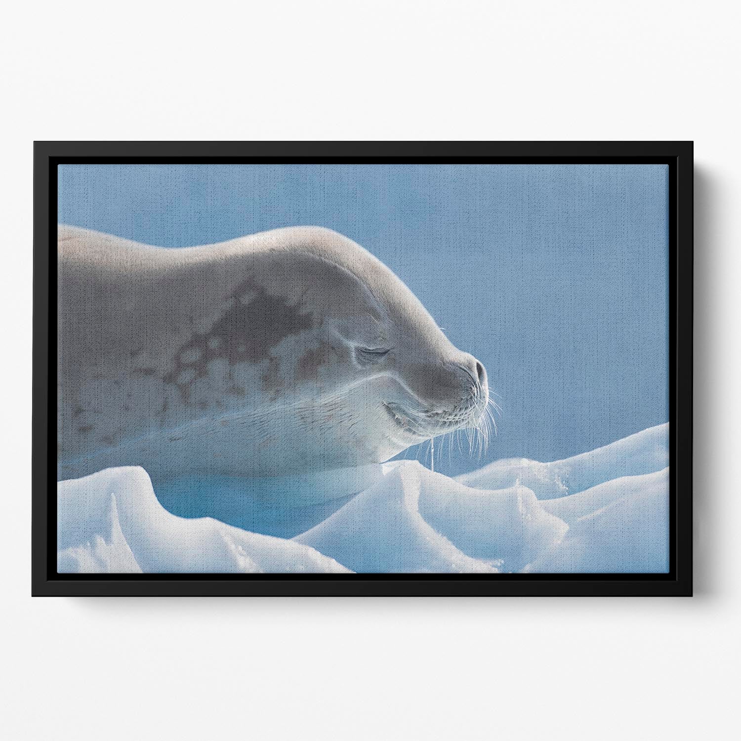 Peaceful Seal Floating Framed Canvas - 1x - 2