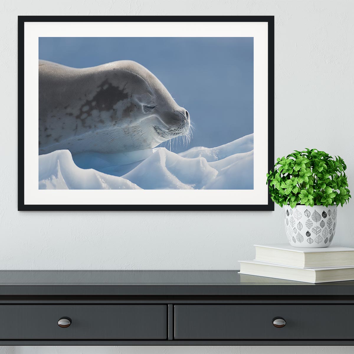 Peaceful Seal Framed Print - 1x - 1