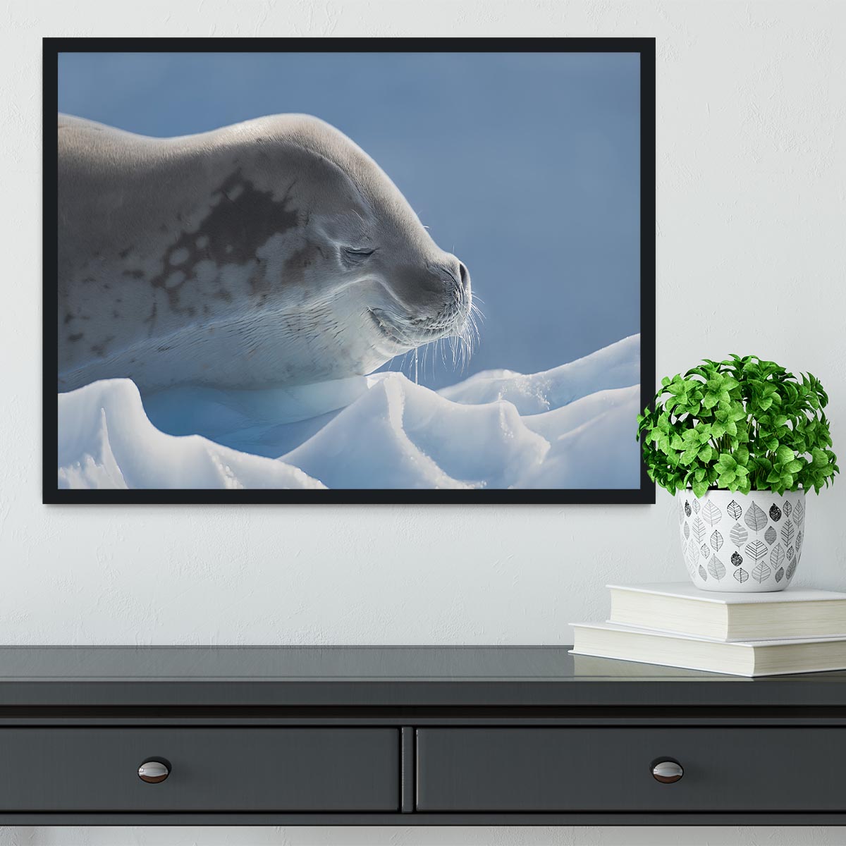 Peaceful Seal Framed Print - 1x - 2