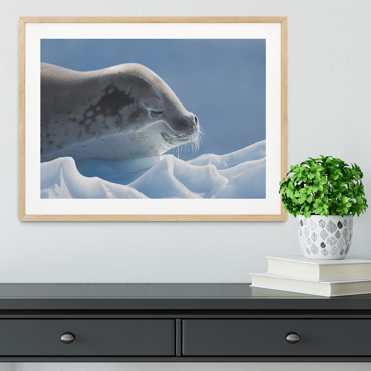 Peaceful Seal Framed Print - 1x - 3