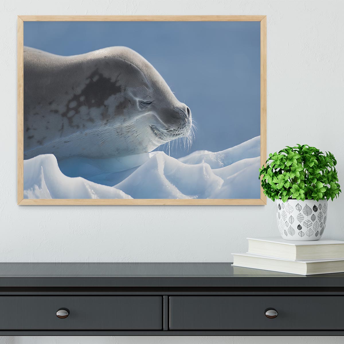 Peaceful Seal Framed Print - 1x - 4