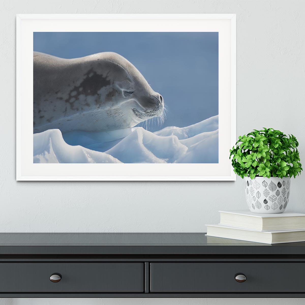 Peaceful Seal Framed Print - 1x - 5