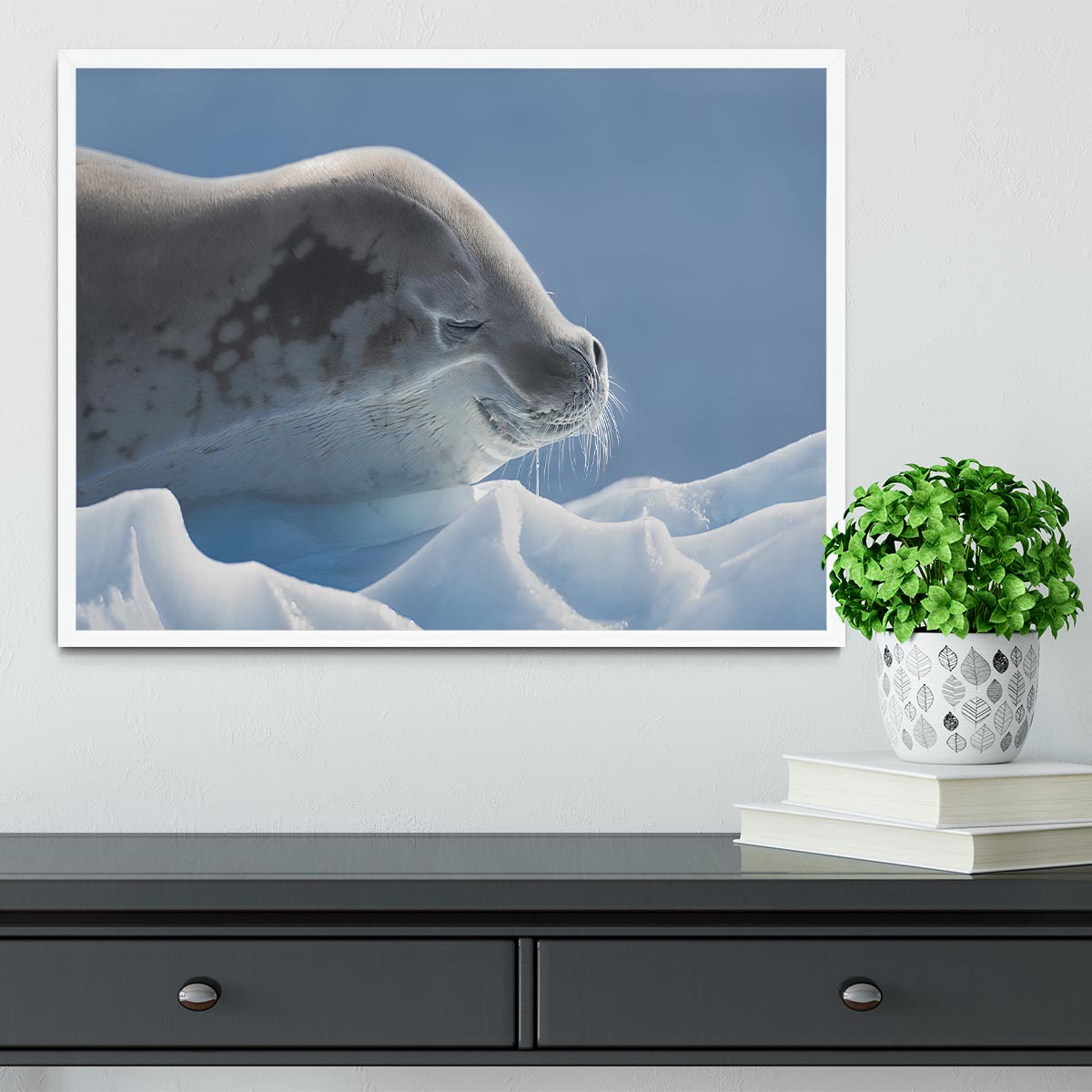 Peaceful Seal Framed Print - 1x -6