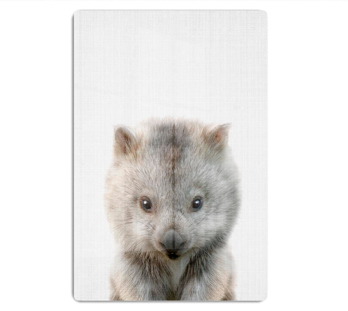 Peekaboo Baby Wombat Acrylic Block - 1x - 1